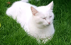 received_10214157121939942_crop_300x193